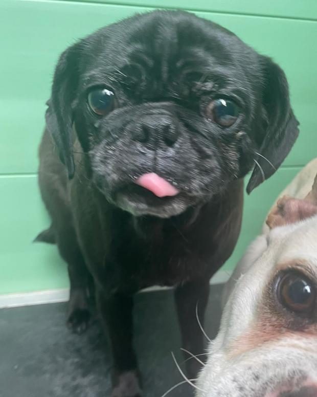 Barry And District News: Gabby - five years old, Female, Pug Cross. Gabby has come to us from a breeder and at the moment she is quite shy and worried. She is happy to let you gently fuss her but is quite worried about this at the moment. She will need another kind and confident